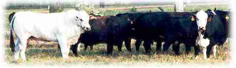 Romagnola Herd