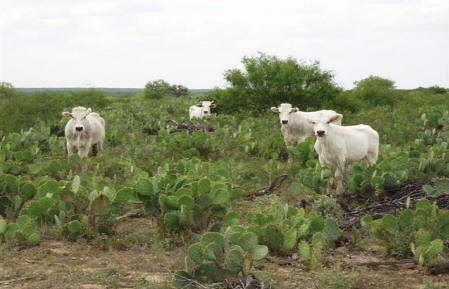 Romagnola grazing on cactus