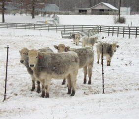 Canadian Snow Romagnola