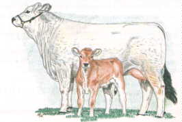 Cow and calf