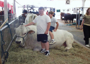 Romagnola at the Fair