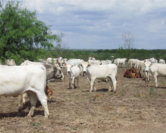 Romagnola Females Grazing on Mesquite Cactus