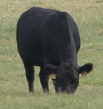 RomAngus Calf