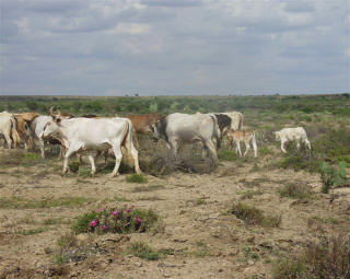 Romagnola Bull Siring Brahman Cross-Bred Cattle