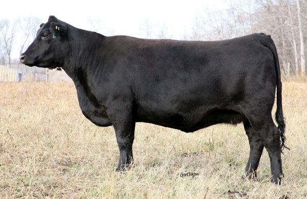 Angus Female