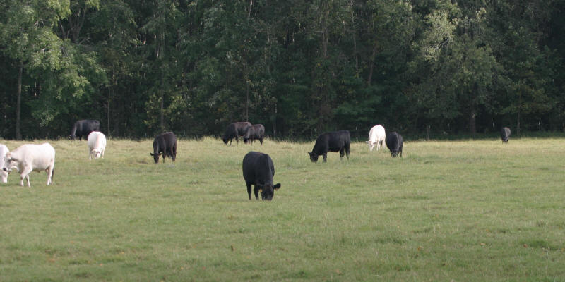 RomAngus Herd